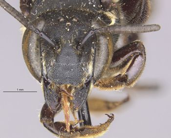 Media type: image;   Entomology 16212 Aspect: head frontal view